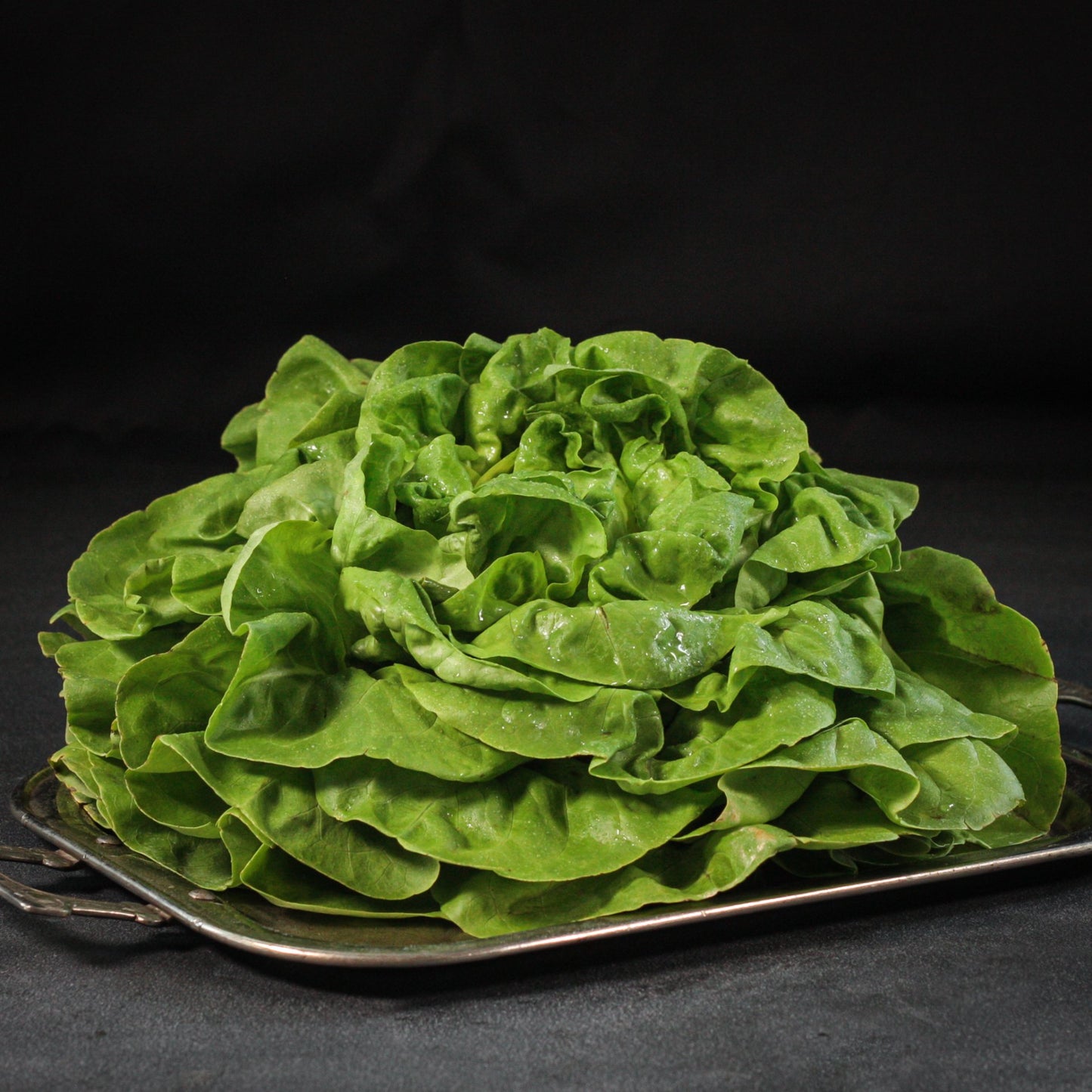 Šalát - hlávkový