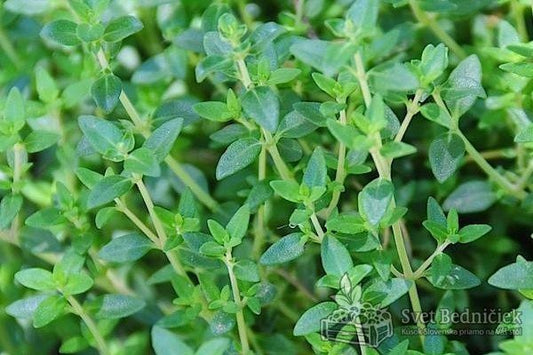 Tymián - balenie 50g