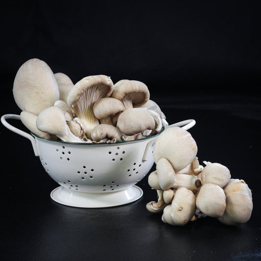 Hliva ustricová 250g